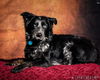 Gracie