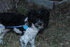 Sven