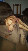 Wilma