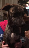 Braxton -Puppy