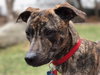 Braxton -Puppy