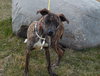 Braxton -Puppy