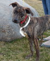 Braxton -Puppy