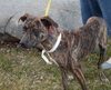 Braxton -Puppy
