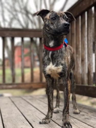 Braxton -Puppy