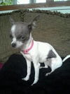 Pinky