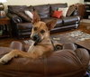 Archie