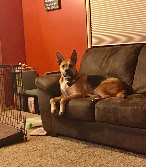 Archie