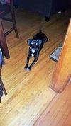 Pete