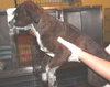Rita -Puppy