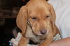 Sandy -Puppy