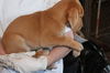 Sandy -Puppy