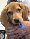 Sandy -Puppy