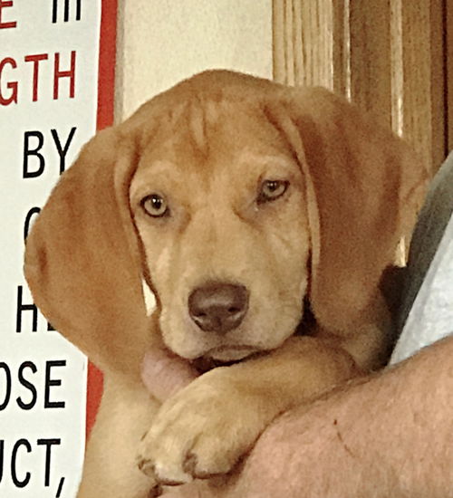 Sandy -Puppy