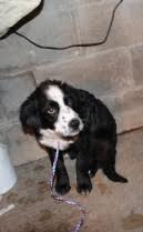 Pippa