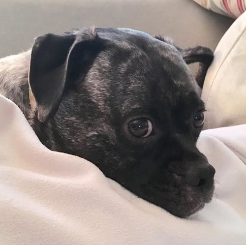 Ariel