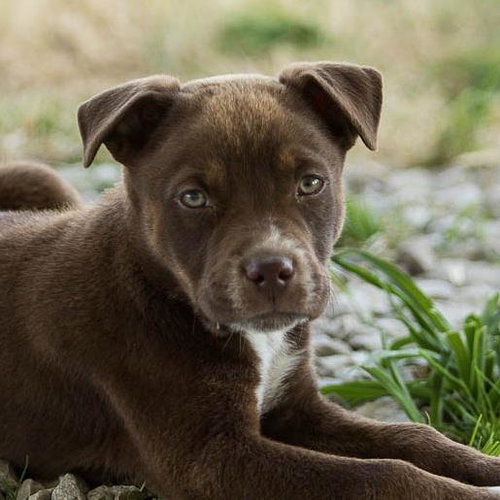 Tucker