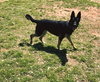 Hedy