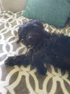 Amoret