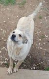 Calliope -Pup