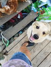 Calliope -Pup