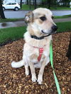 Calliope -Pup