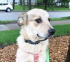Calliope -Pup