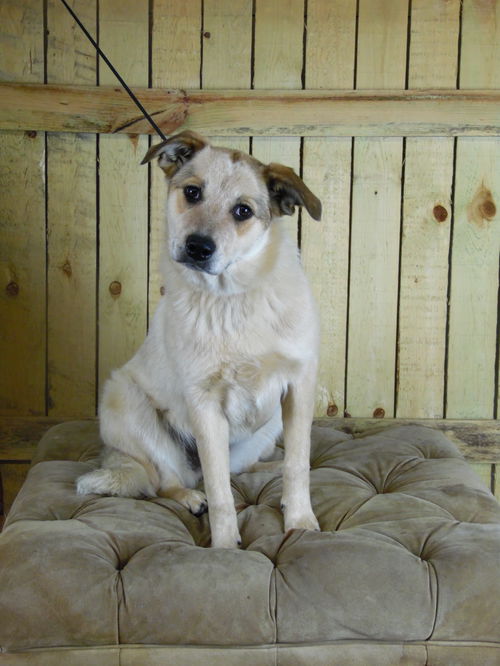Calliope -Pup