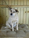 Calliope -Pup
