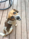 Bertie