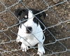Fredrick -Puppy