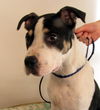 Fredrick -Puppy