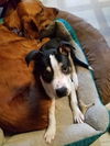 Fredrick -Puppy