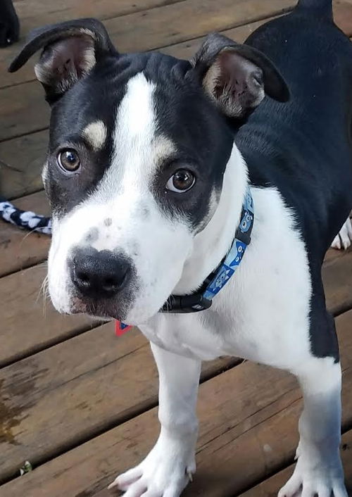 Fredrick -Puppy