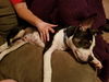 Fredrick -Puppy