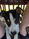 Fredrick -Puppy