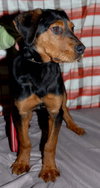 Diesel
