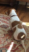 Libby