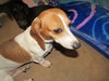 Libby