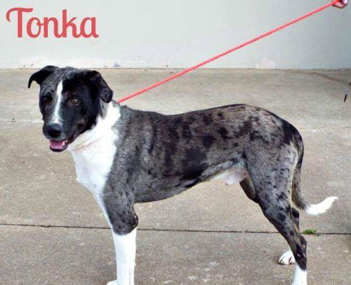 Tonka