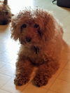 Gordie