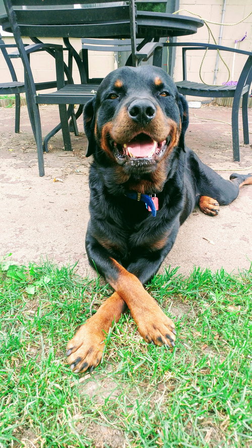 Hugo