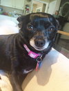 Pippin