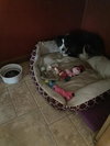 Mazie