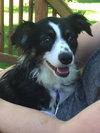 Mazie
