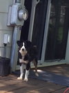 Mazie