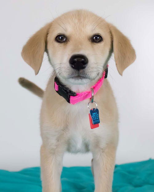 Penelope