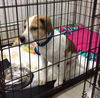 Dotson -Puppy