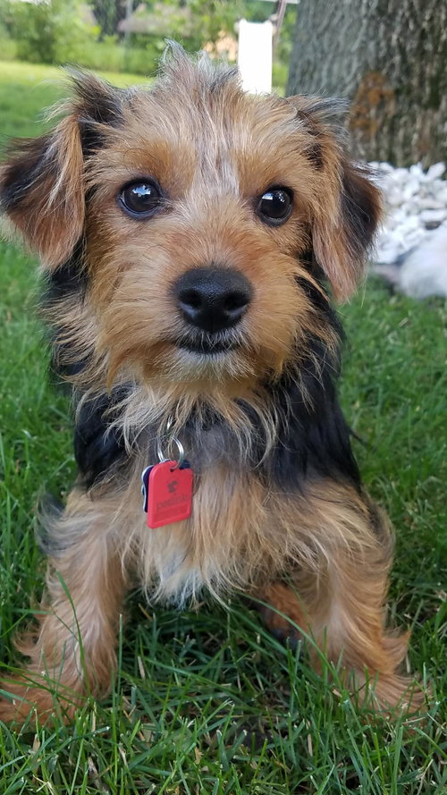 Cinnamon