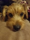 Cinnamon